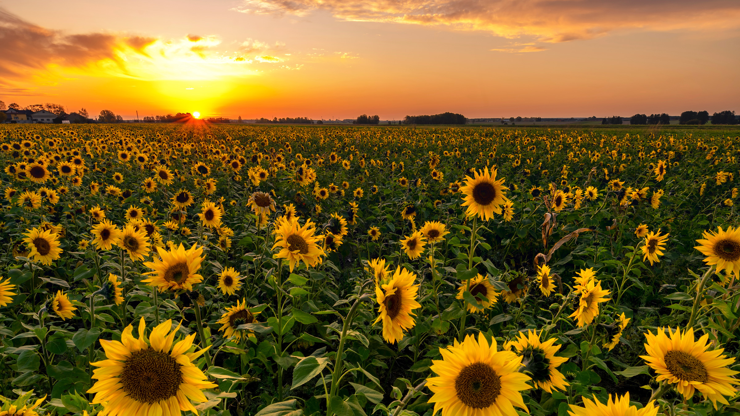 field of sunflowers
